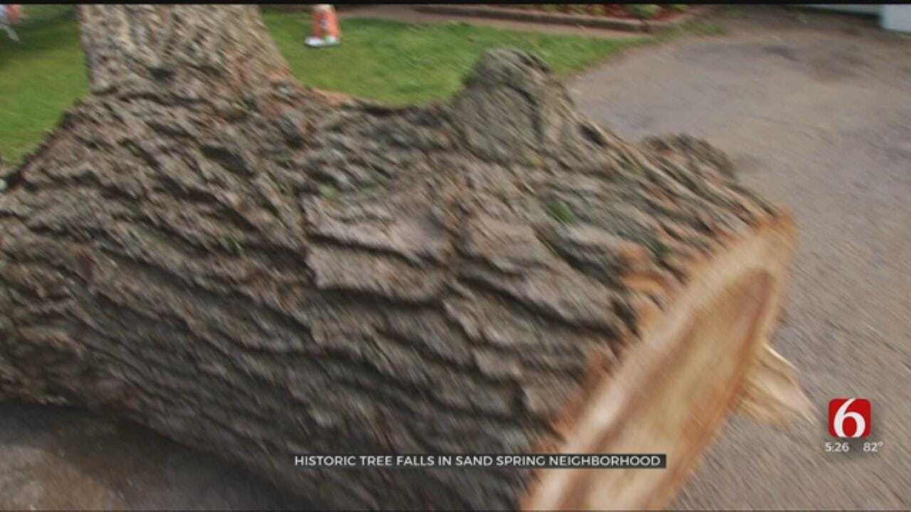 Historic Tree Falls In Sand Springs Neighborhood