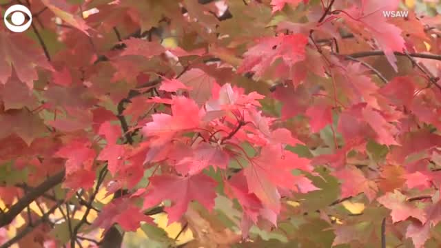 WATCH: Fall Foliage On Display In Wisconsin