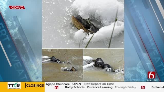 Alligators Take Winter Nap In Southeastern Oklahoma