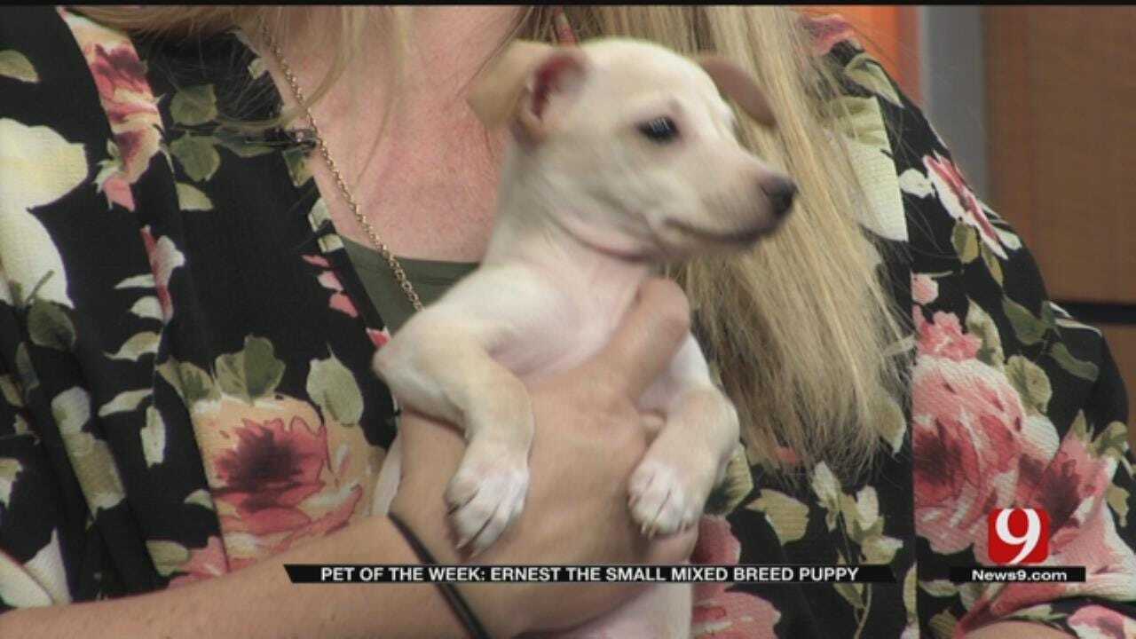 Pet of the Week: Ernest