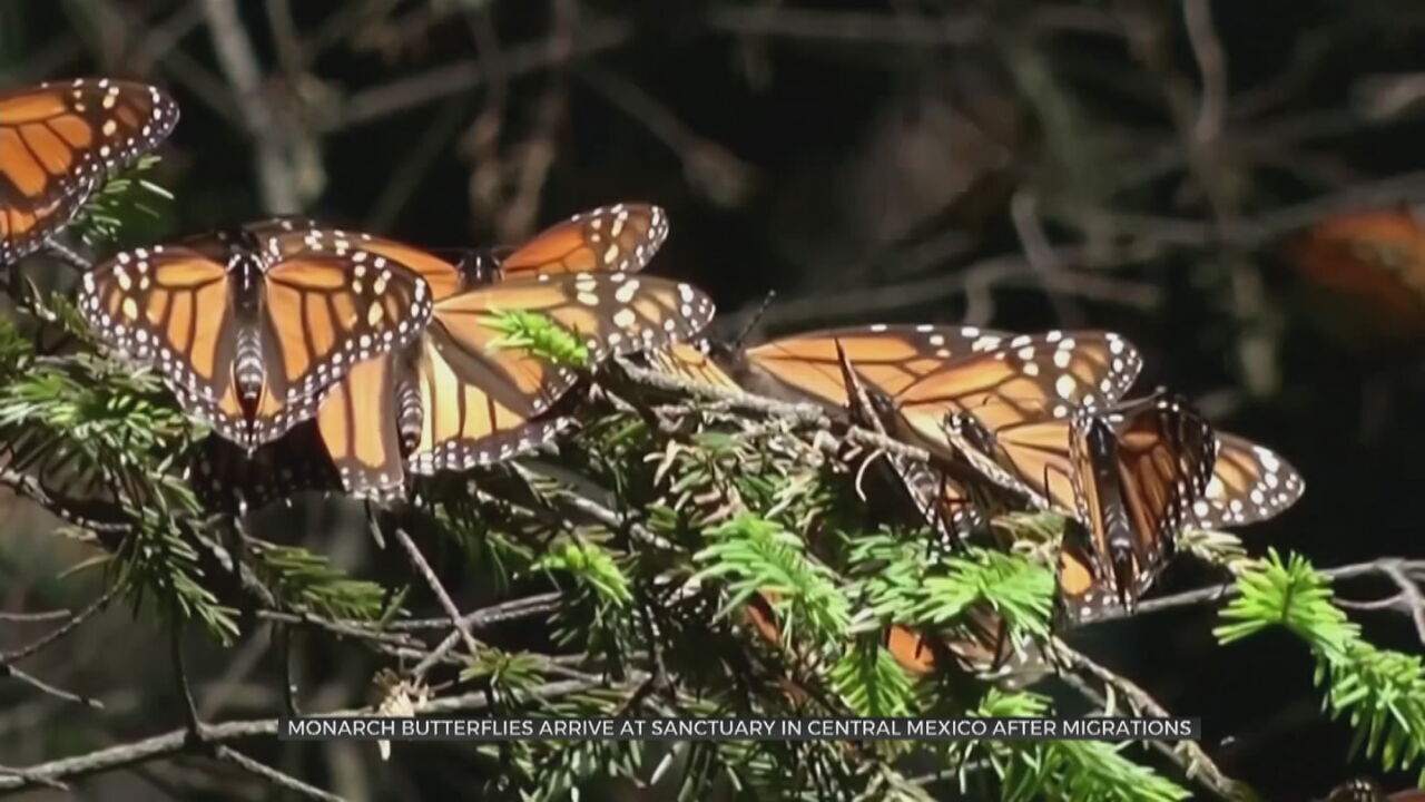 Monarch Butterflies Arrive At Sanctuary In Central Mexico After Migration