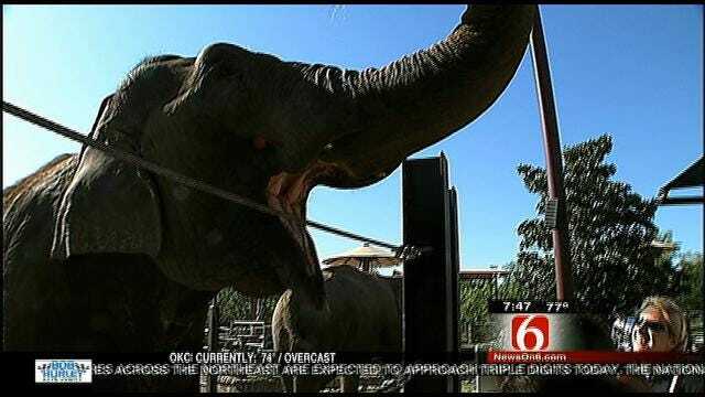Wild Wednesday: Working With The Tulsa Zoo's Elephants