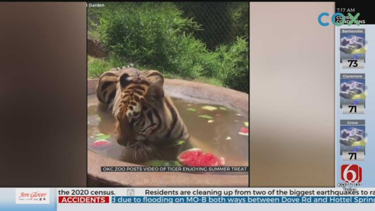 WATCH: A Tiger Tries To Eat Watermelon