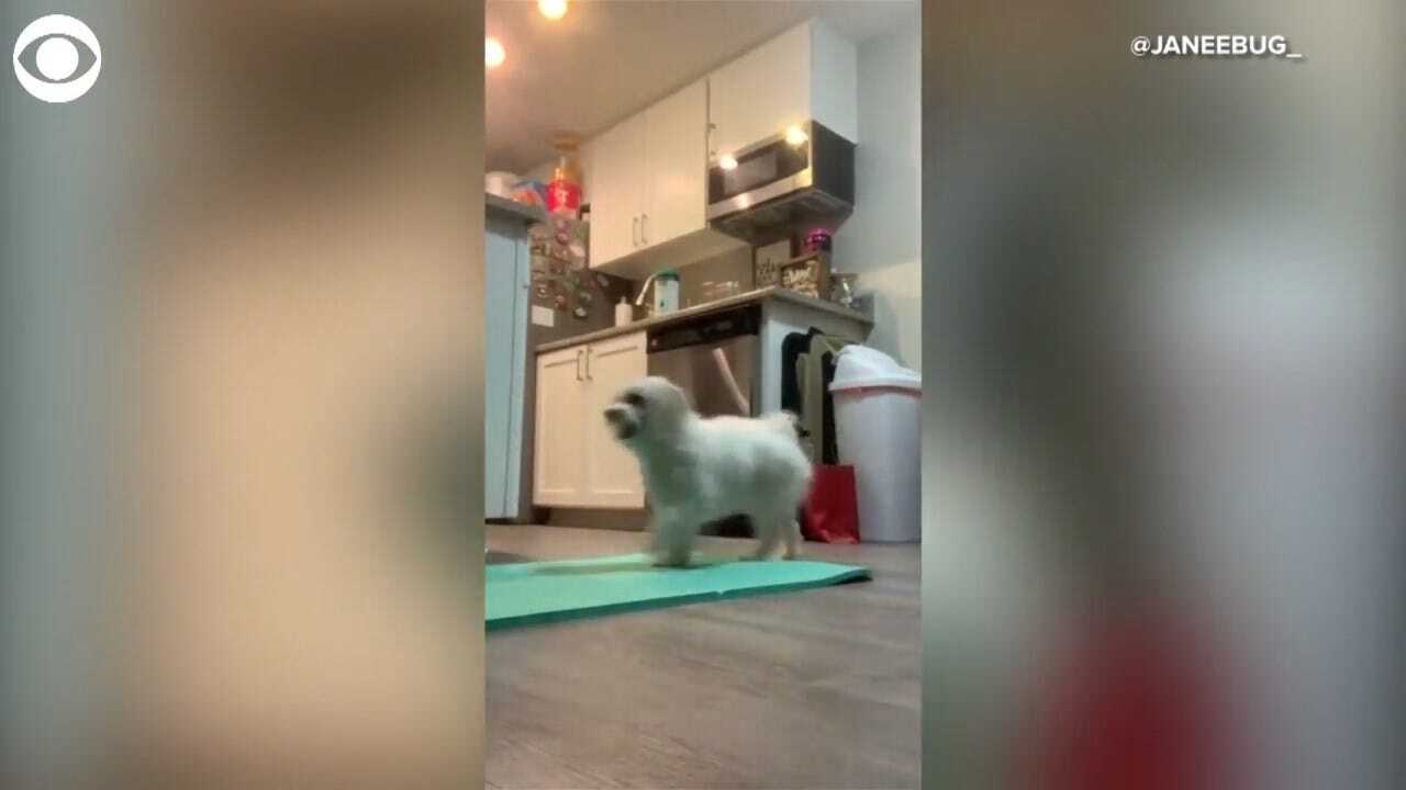 WATCH: This Supportive Pup Motivates Owner While She Works Out