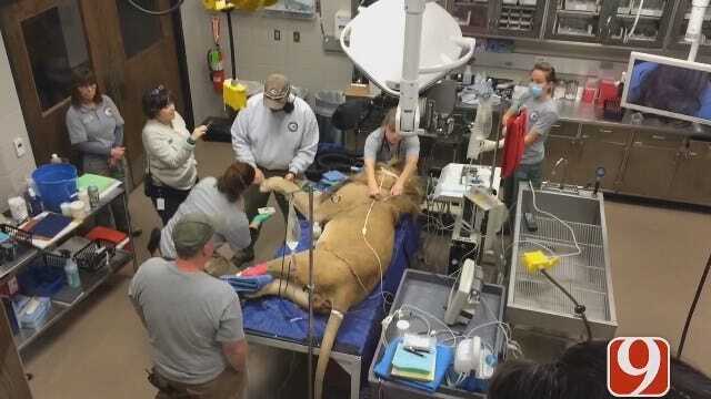 WEB EXTRA: Lion Gets Wellness Exam At OKC Zoo