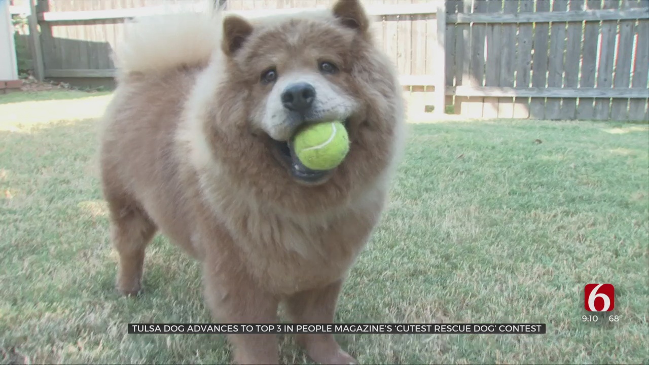 Tulsa Dog Advances To Top 3 In People Magazine’s ‘World's Cutest Rescue Dog’ Contest 