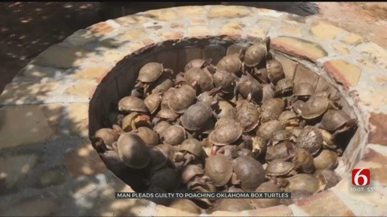 Oklahoma Man Pleads Guilty To Poaching Hundreds Of Box Turtles