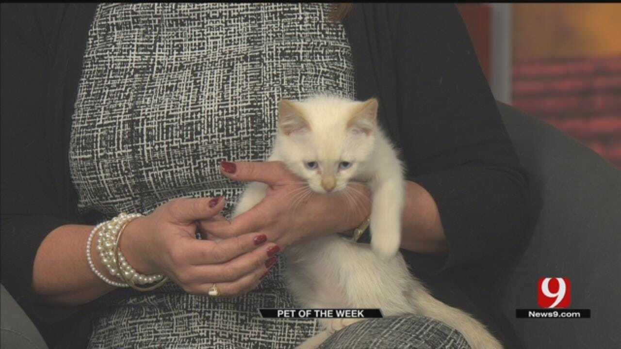Central Oklahoma Humane Society's Pet Of The Week