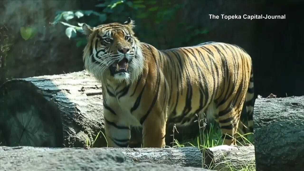 Tiger Won't Be Euthanized After Attacking Female Keeper At Topeka Zoo