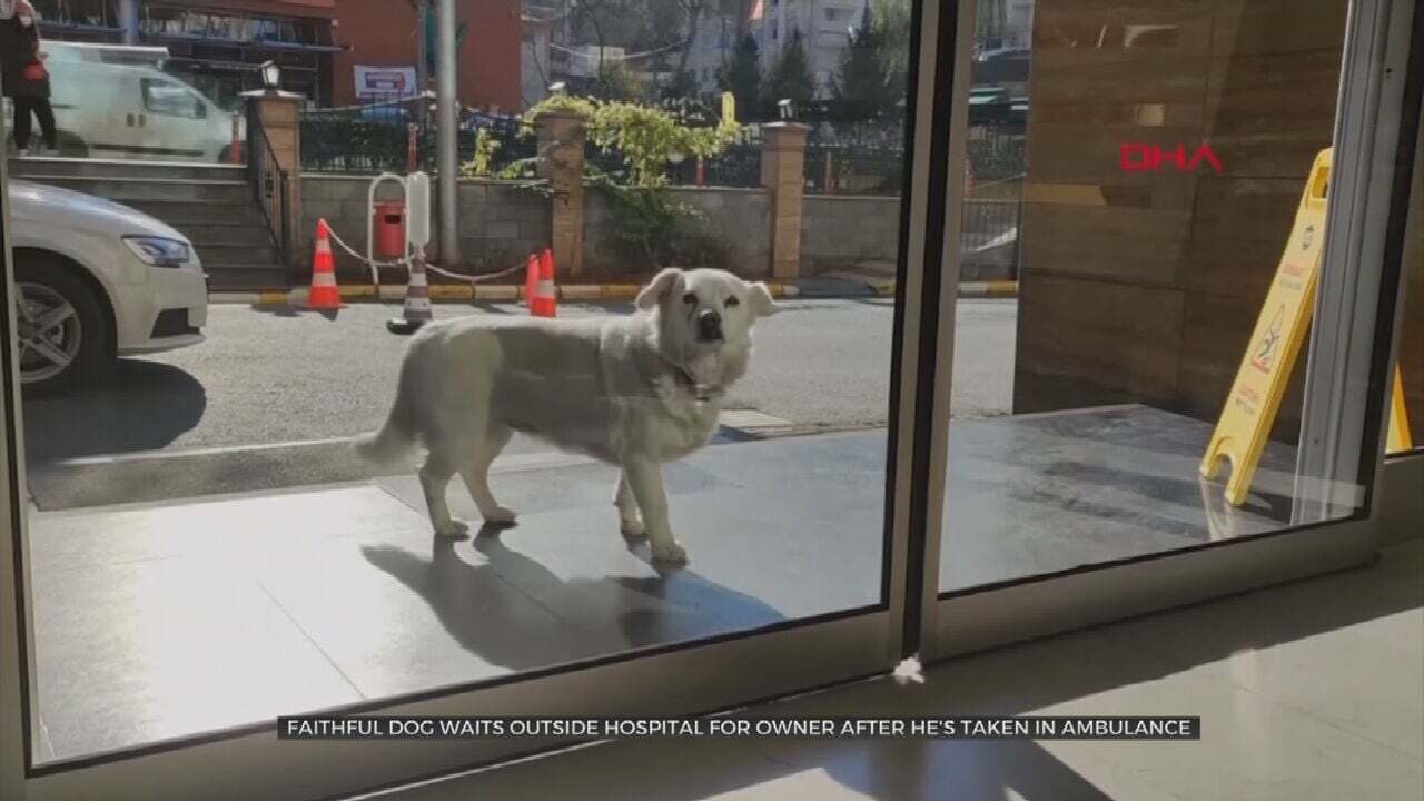 Watch: Loyal Dog Waits For Owner Outside Of Hospital 