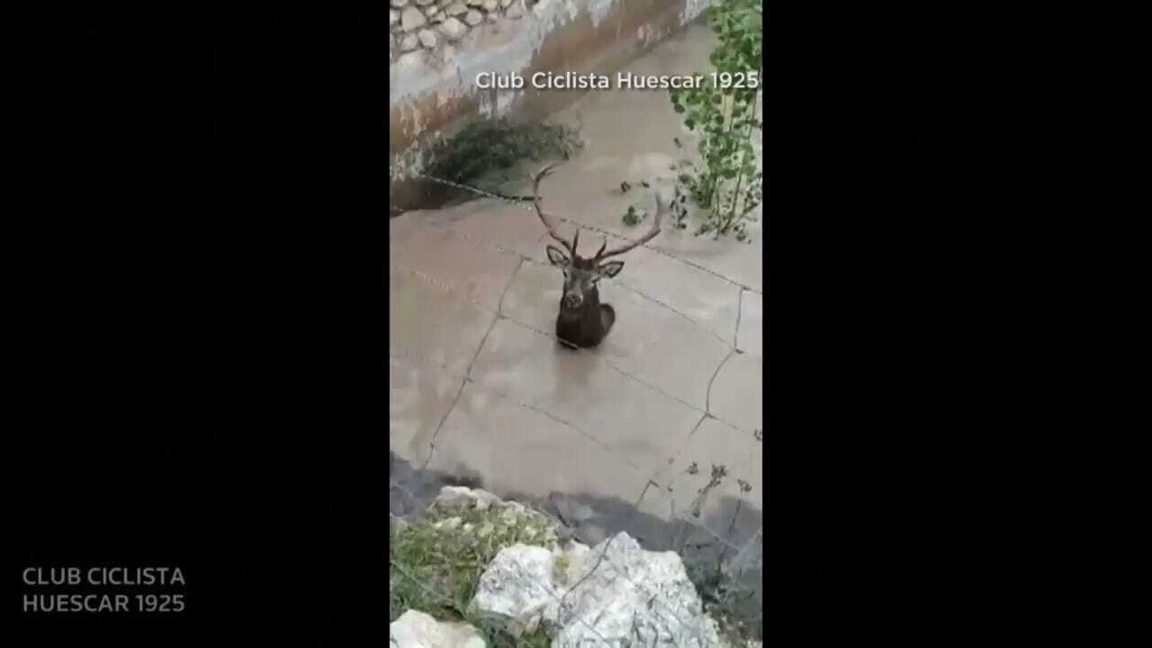 WATCH: Deer Trapped In Flooded Ruins Rescued By Cyclists In Spain
