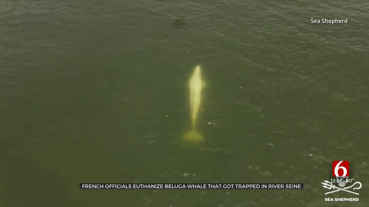 Beluga Whale Lifted From French River Dies During Rescue
