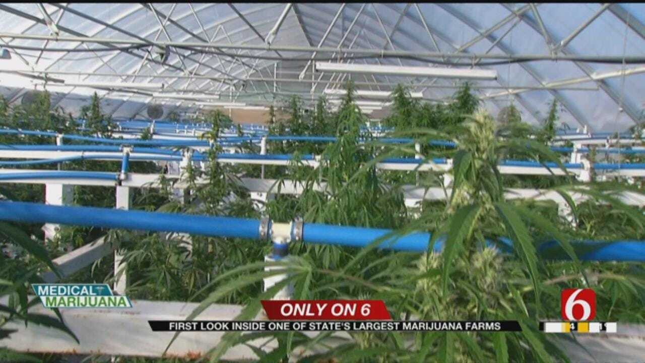 Green Country Med. Marijuana Grower Almost Ready For 1st Large Harvest