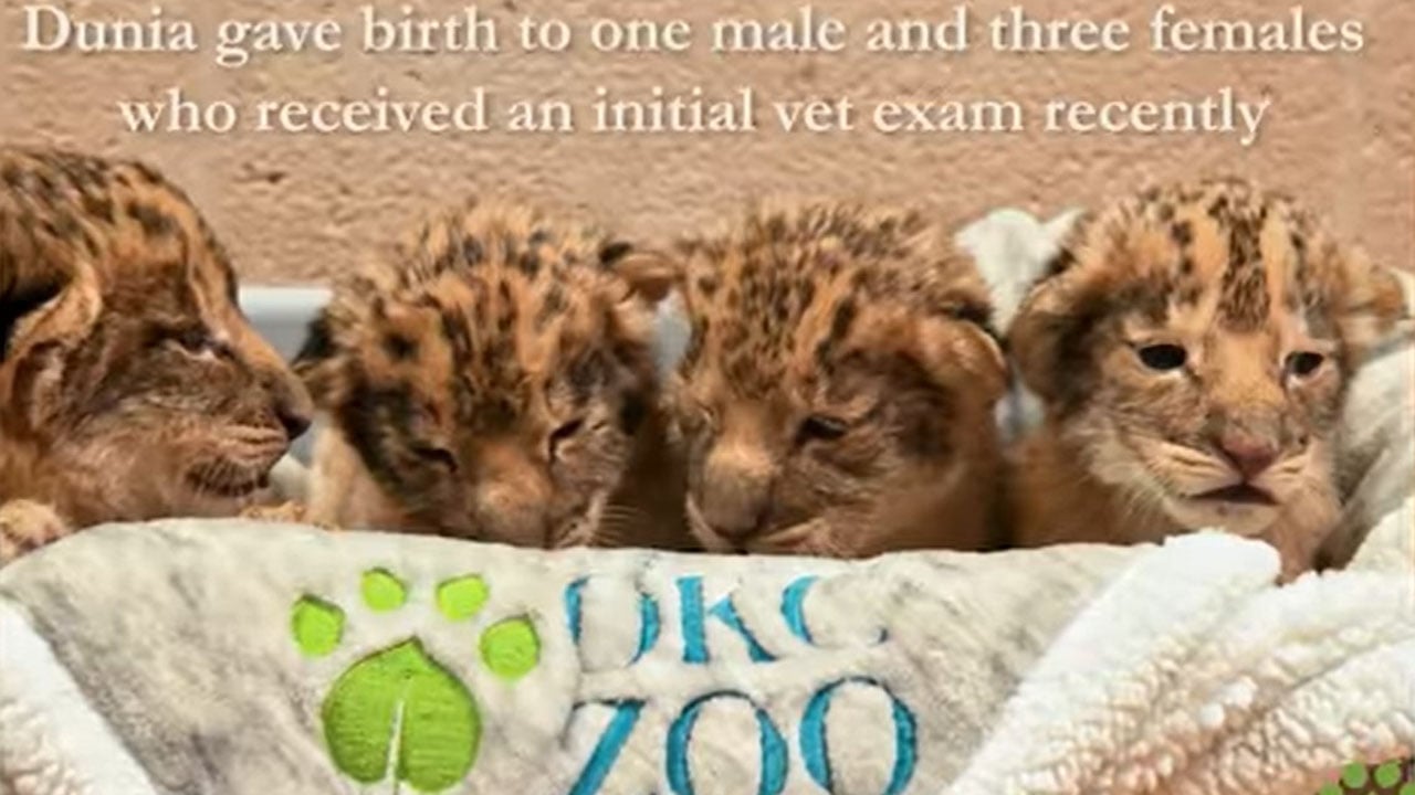 Lion At OKC Zoo Gives Birth To 4 Cubs