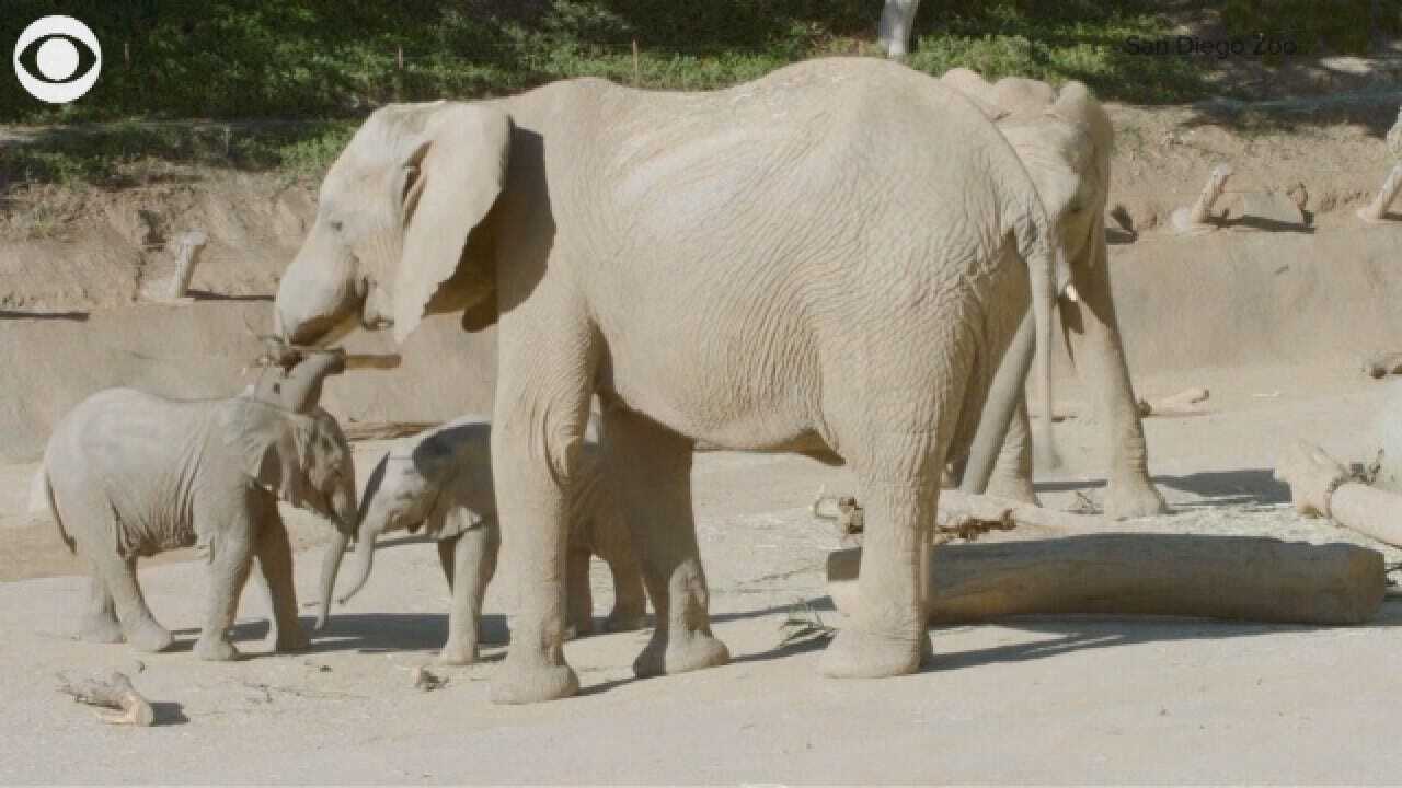 Playtime: 2 Elephant Calves Play Together At San Diego Zoo