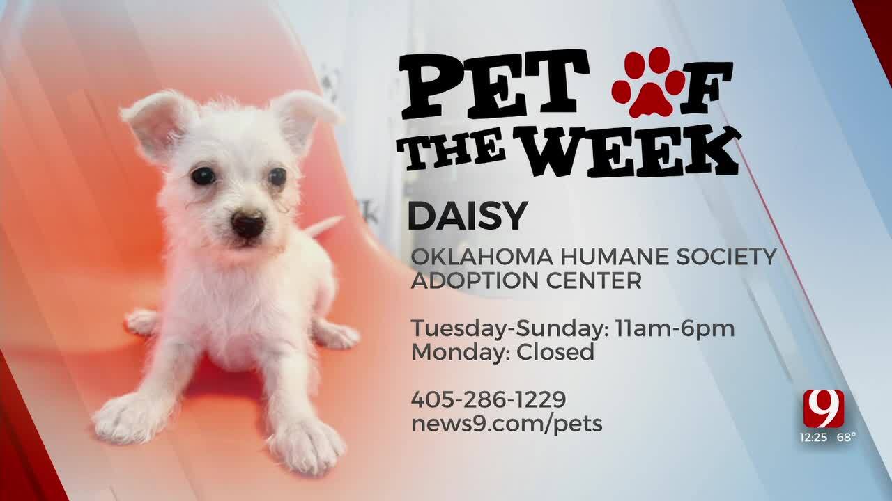 Pet Of The Week: Daisy