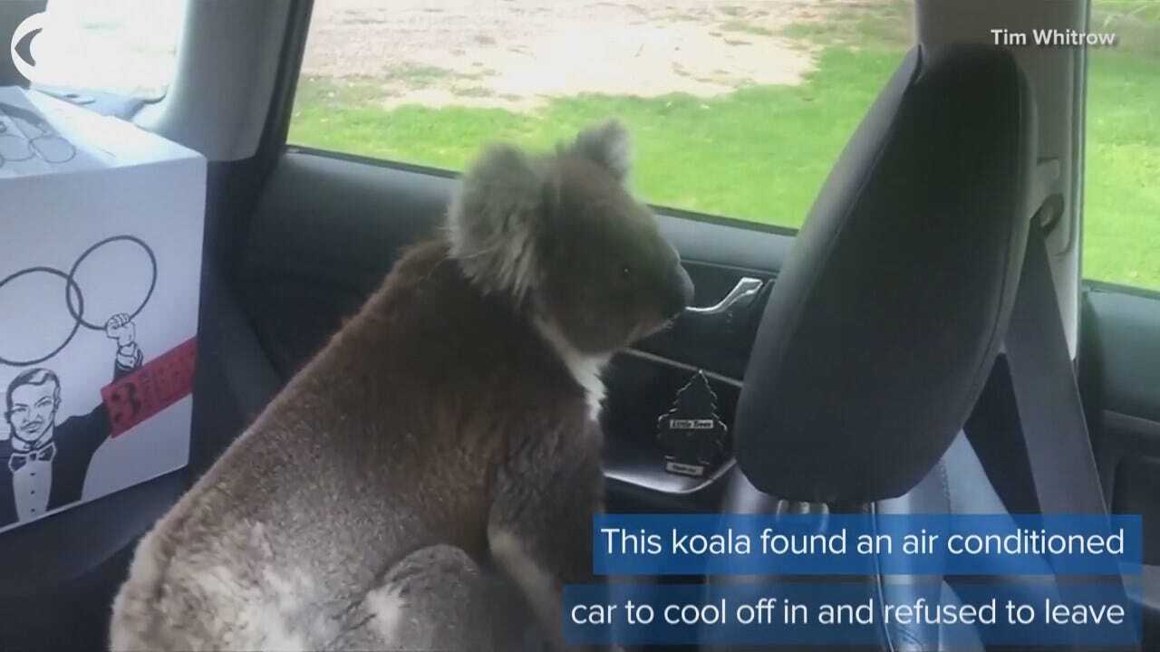 Koala Breaks Into Man's Car, Won't Leave