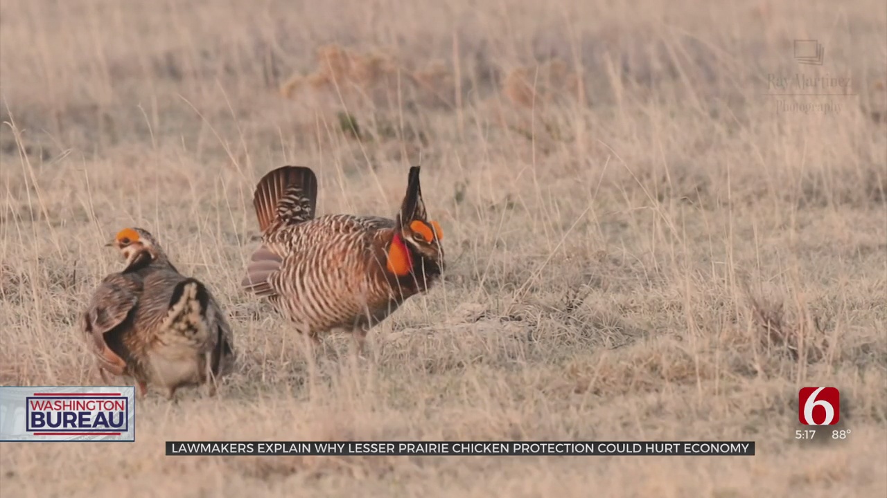 Oklahoma Senators Request More Time Before Lesser Prairie-Chicken Is Listed As Endangered 