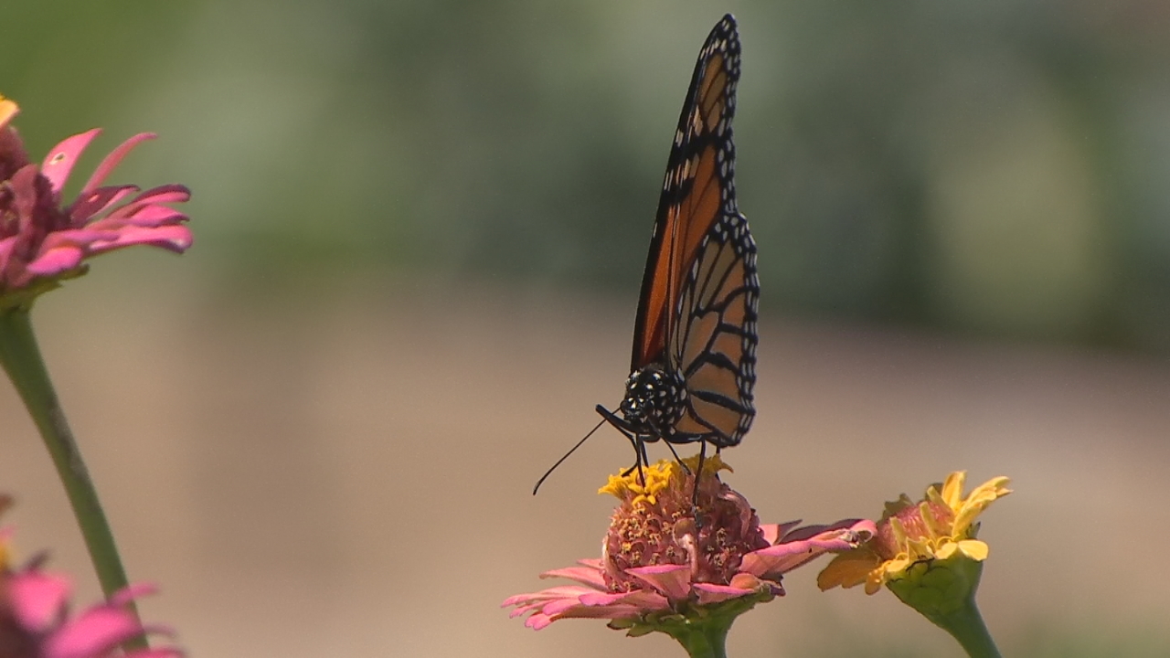 Gathering Place Hosts Monarch Butterfly Tour