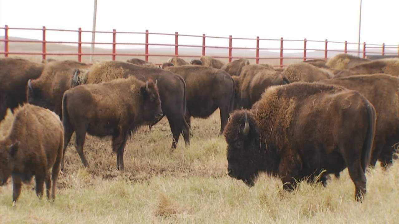 31 Bison From Grand Canyon Sent To Oklahoma Quapaw Tribe