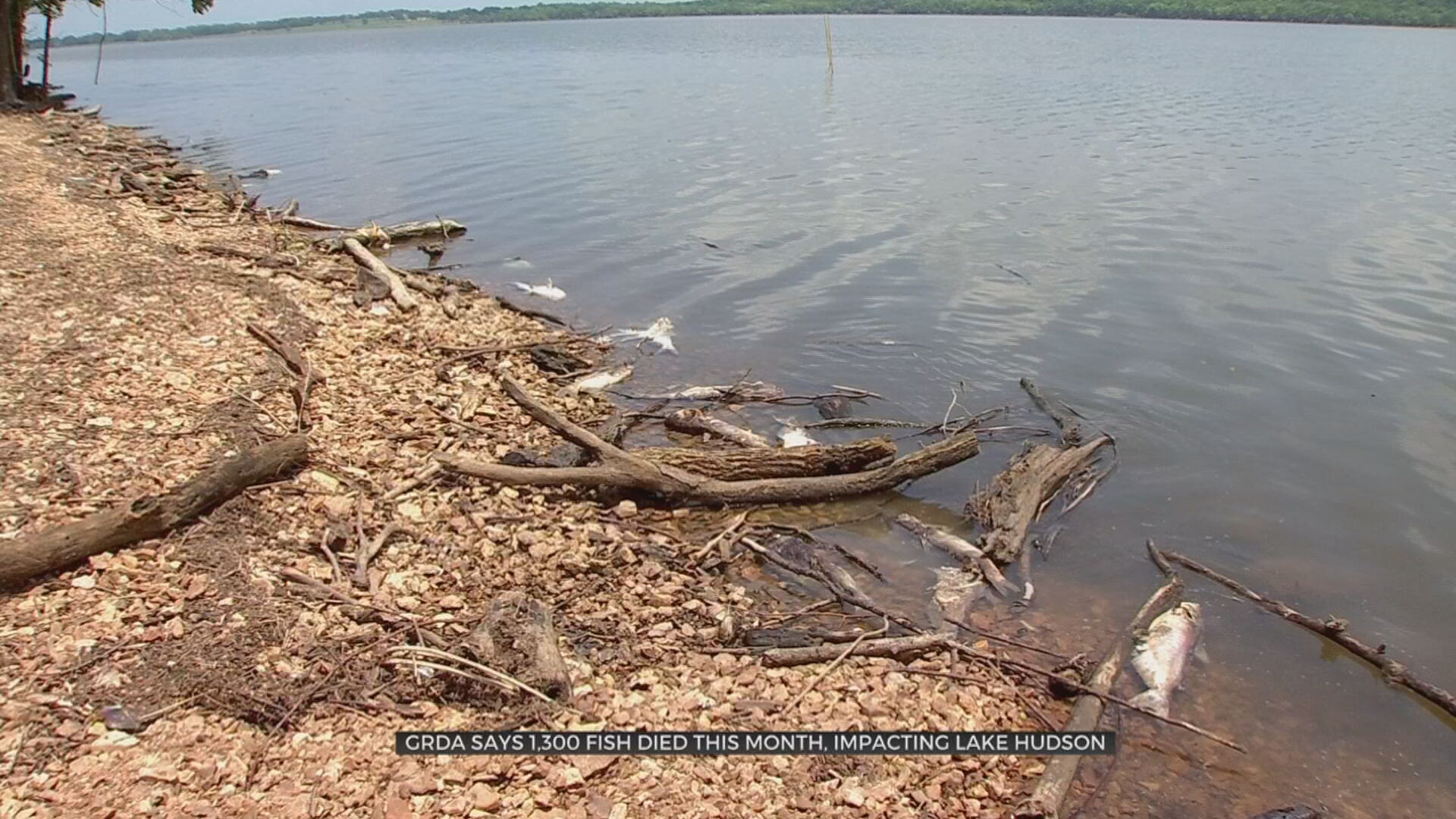 GRDA Says 1,300 Fish Died This Month, Impacting Lake Hudson