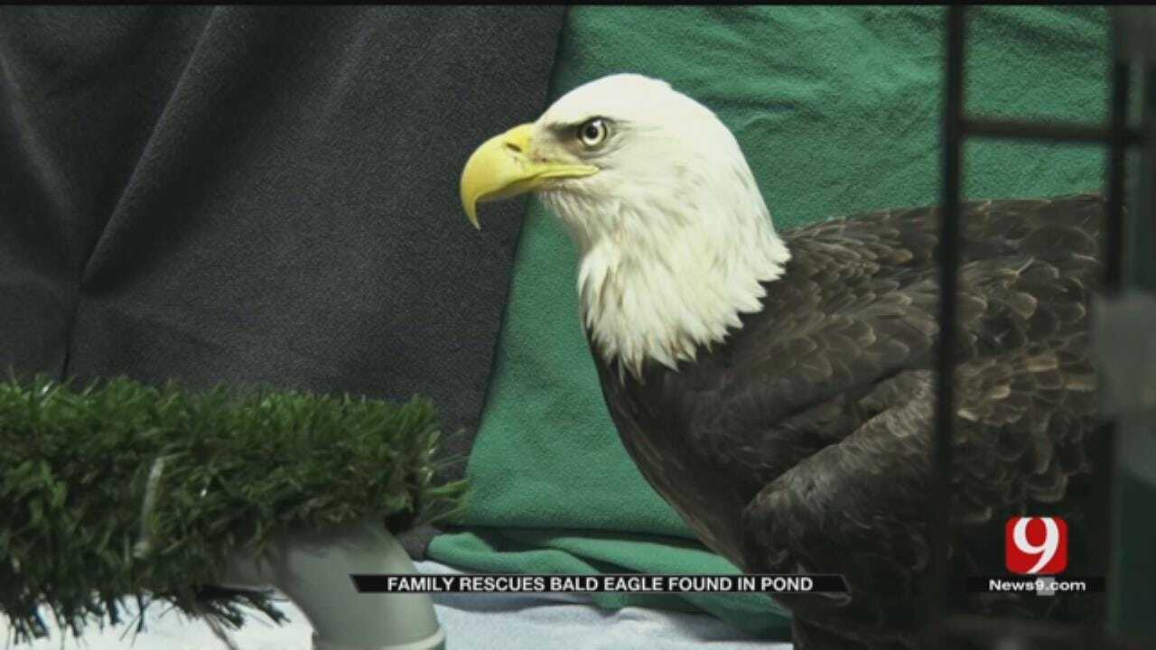 Garvin County Family Rescues Unresponsive Bald Eagle
