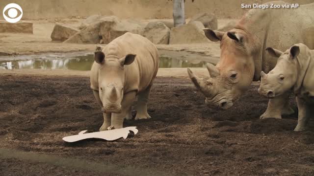 Watch: Rhino Celebrates First Birthday At The San Diego Zoo