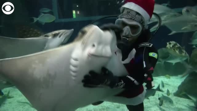 Watch: Santa & Mrs. Claus Feed Sharks, Swim With Sting Rays