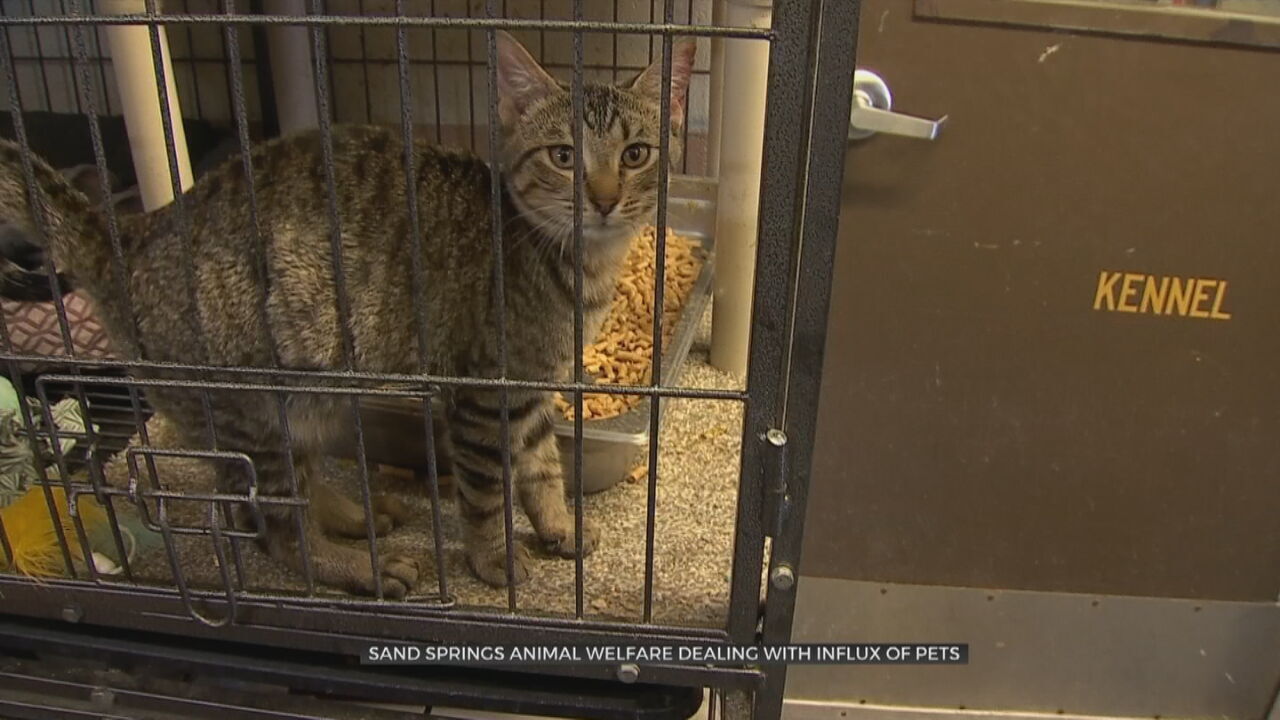 Sand Springs Animal Welfare Dealing With Influx Of Pets Entering The Facility