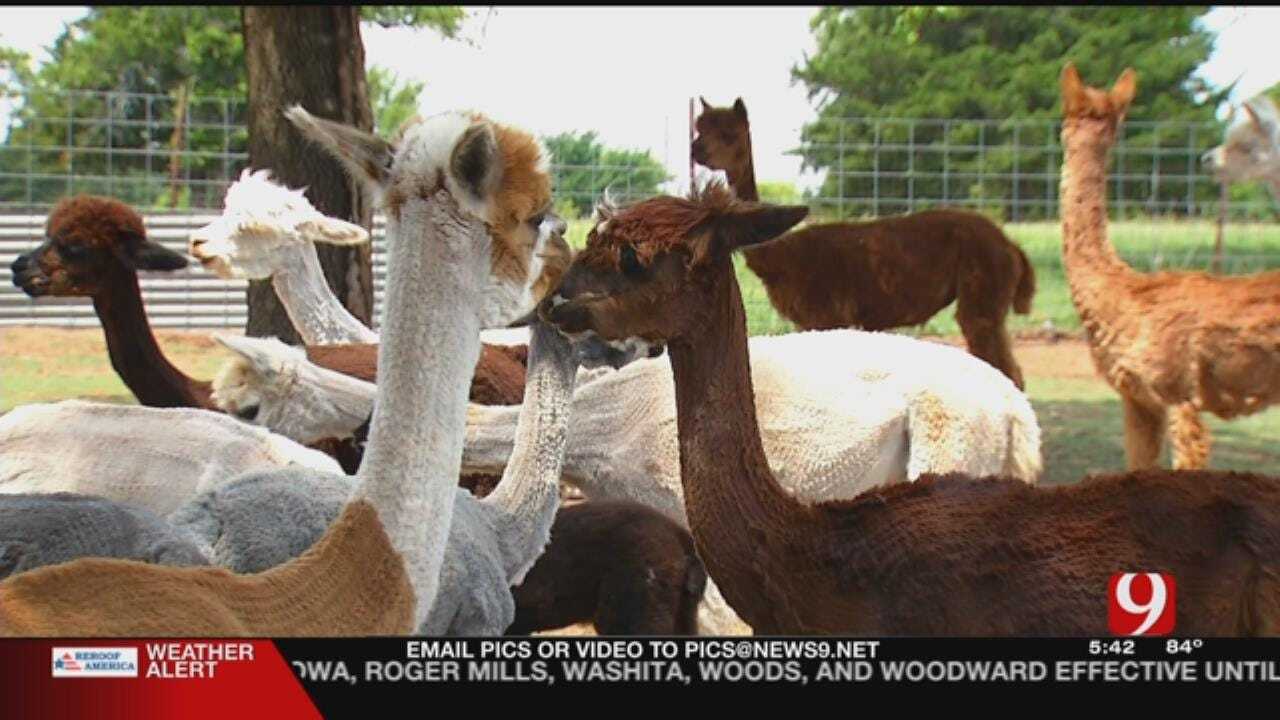 Oklahoma Family Raises Alpacas In Newcastle