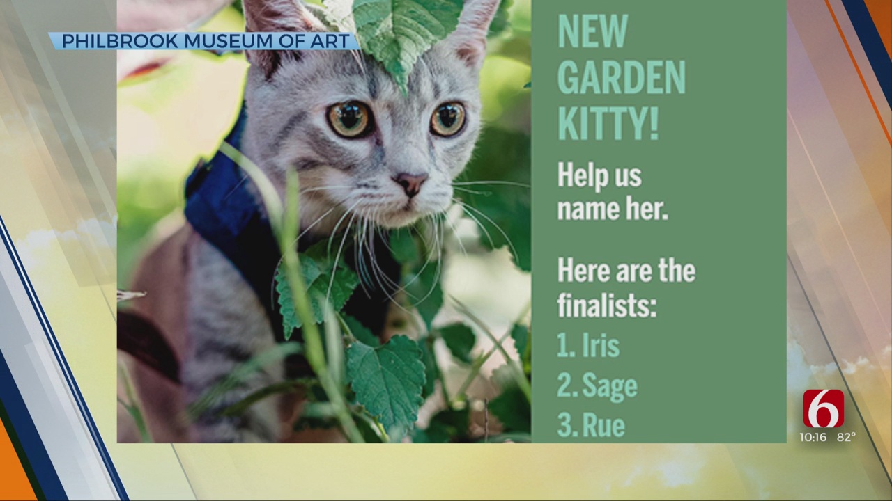 Philbrook Museum Seeks Suggestions For Name Of Newest Garden Cat 