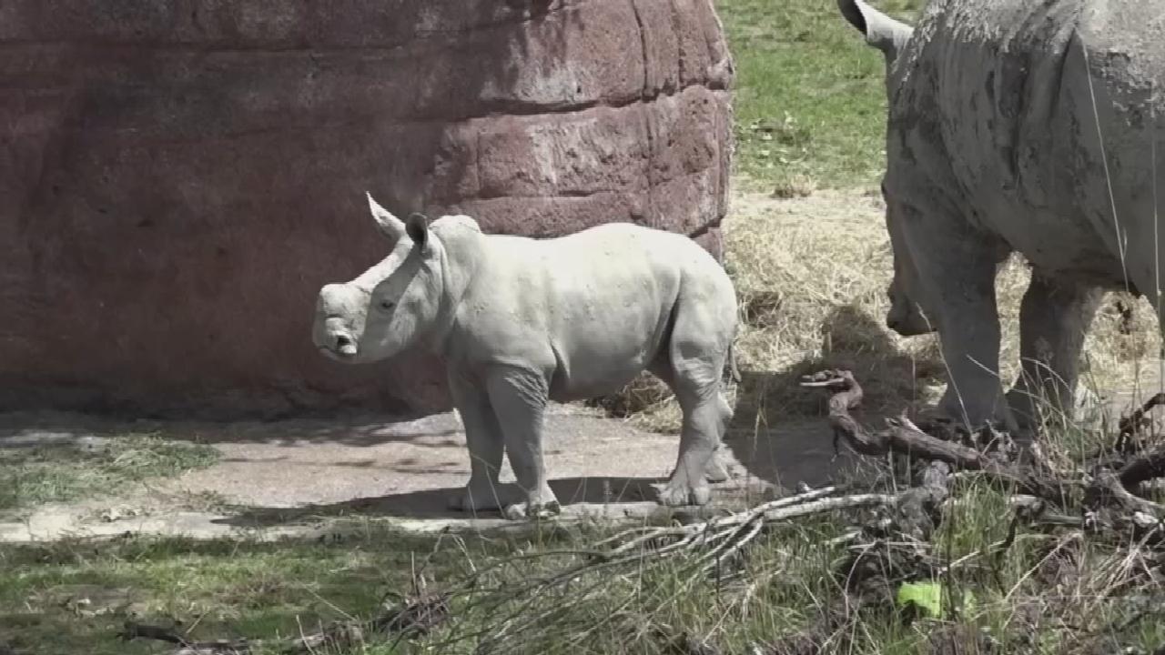 WATCH: Newborn White Rhino Debuts At Switzerland Zoo