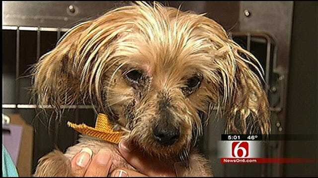 Oklahoma Puppy Mill Owners Dodging New Regulations
