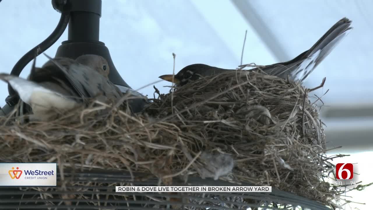 Broken Arrow Couple Find Robin And Dove Living Together In Yard