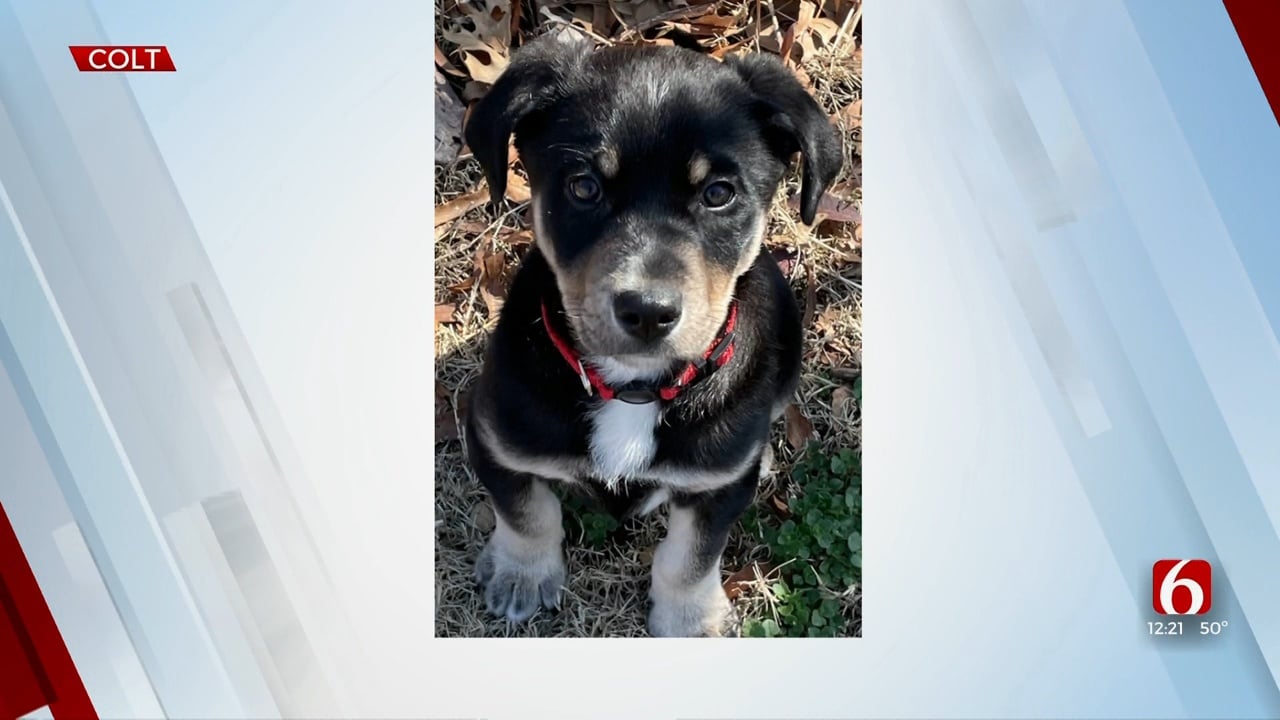 Pet Of The Week: Colt The Terrier Mix
