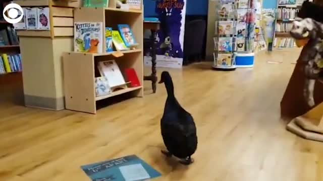 Watch: Duck Browses The Selection At Idaho Bookstore