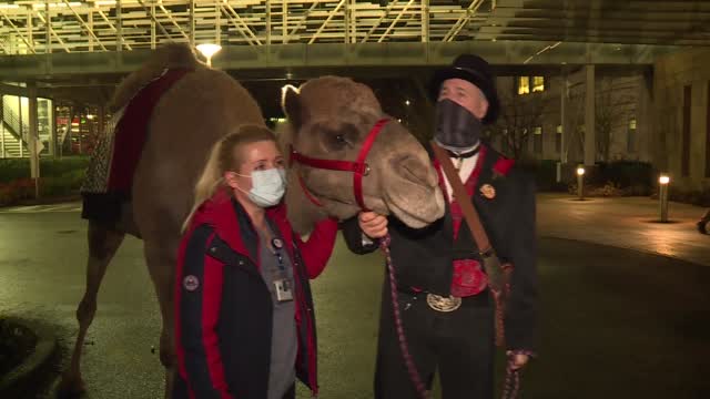 Curly The Camel Bring Smiles To Hospital Workers’ Faces
