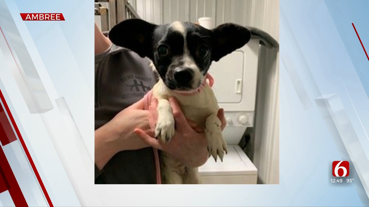 Pet of the Week: Ambree the Boston Terrier mix