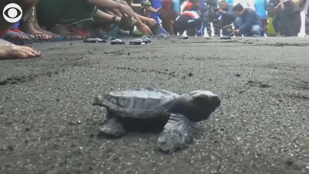 WATCH: Baby Sea Turtles Are Released In Indonesia