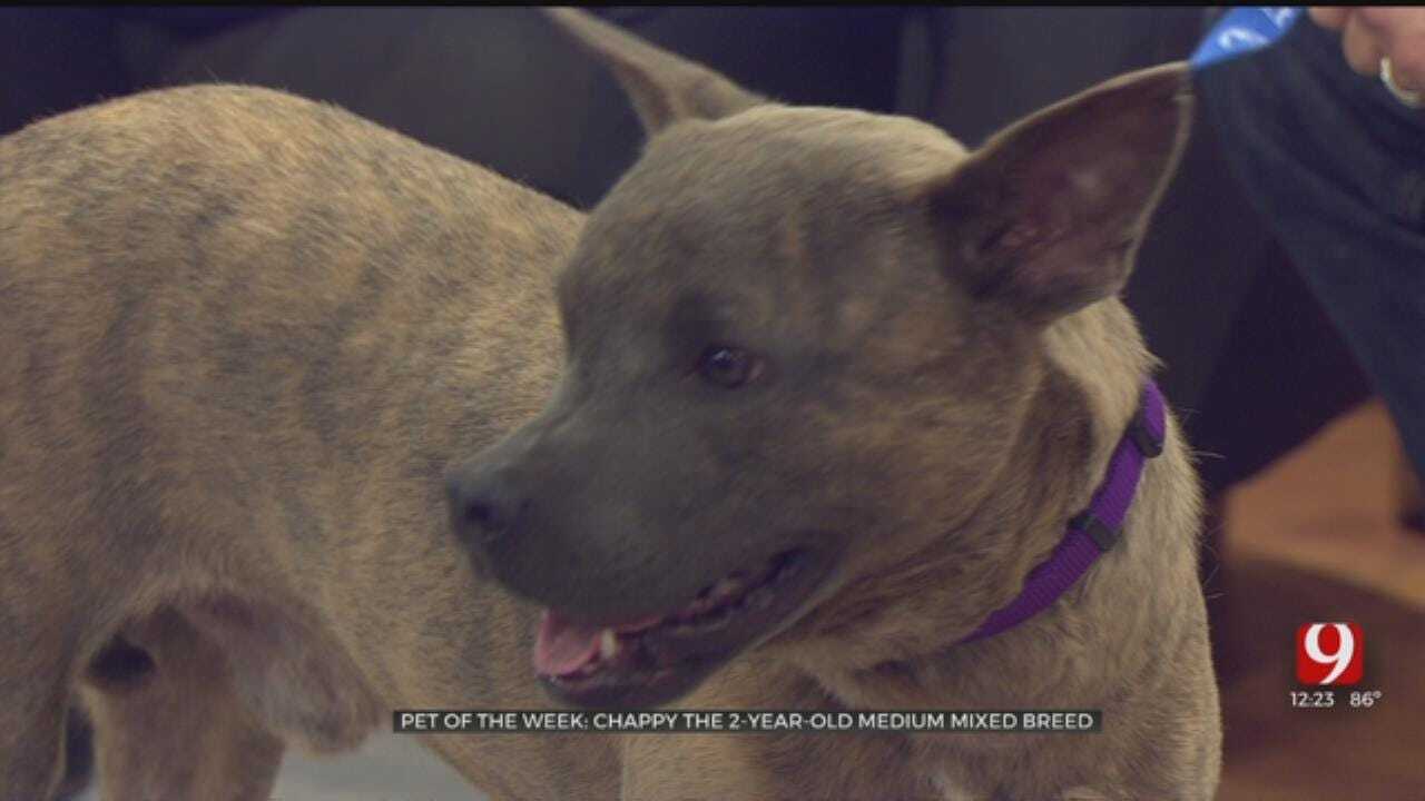 Pet of the Week: Chappy