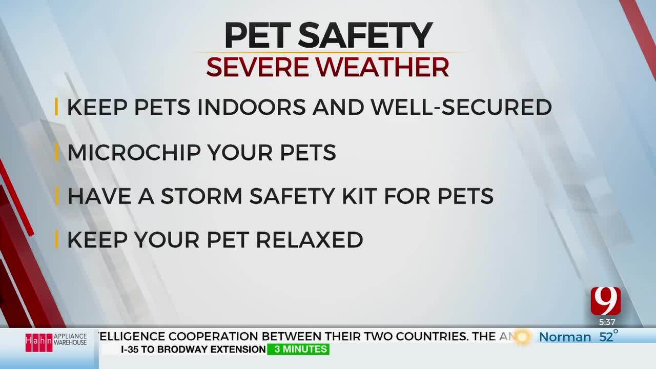 How To Keep Your Pet Safe And Secure During Severe Weather