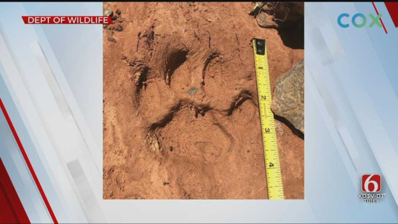 Mountain Lion Tracks Discovered In Adair County