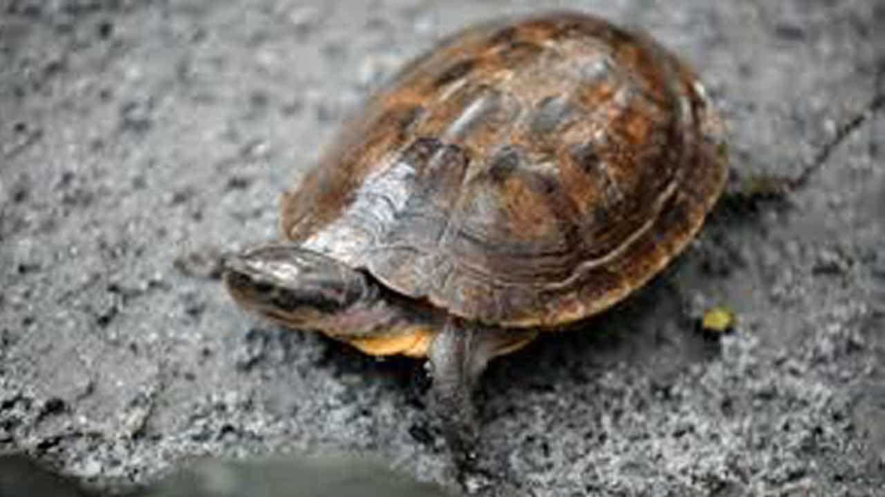 Animal Experts Warn Against Keeping Wild Turtles As Pets