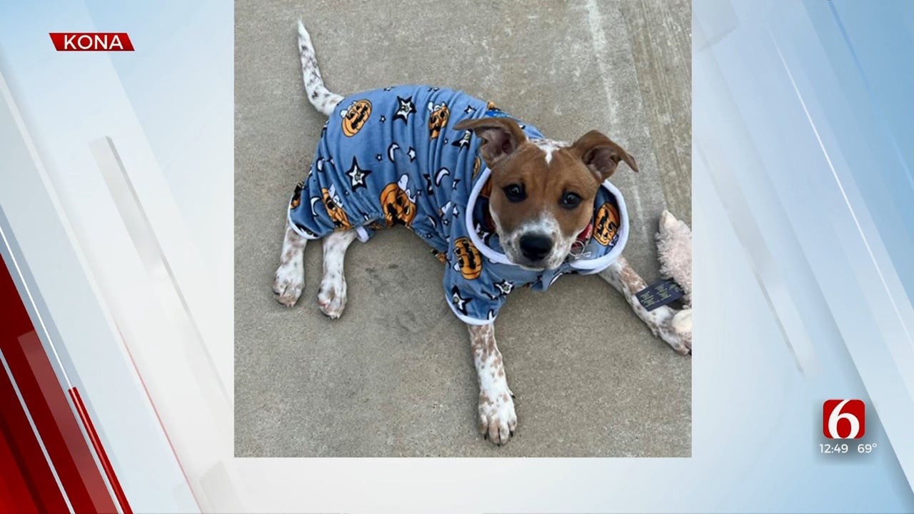 Pet of the Week: Kona the Terrier-Cattle Dog Mix