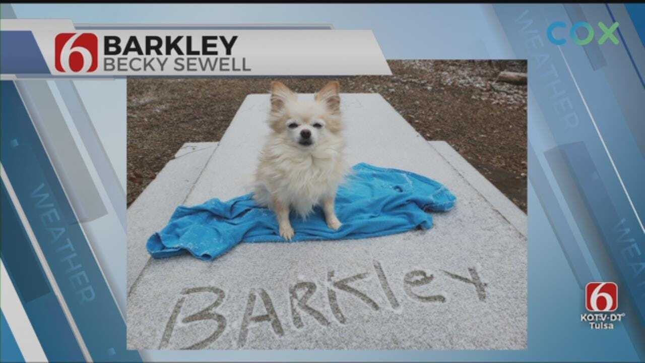 Barkley The Snow Dog