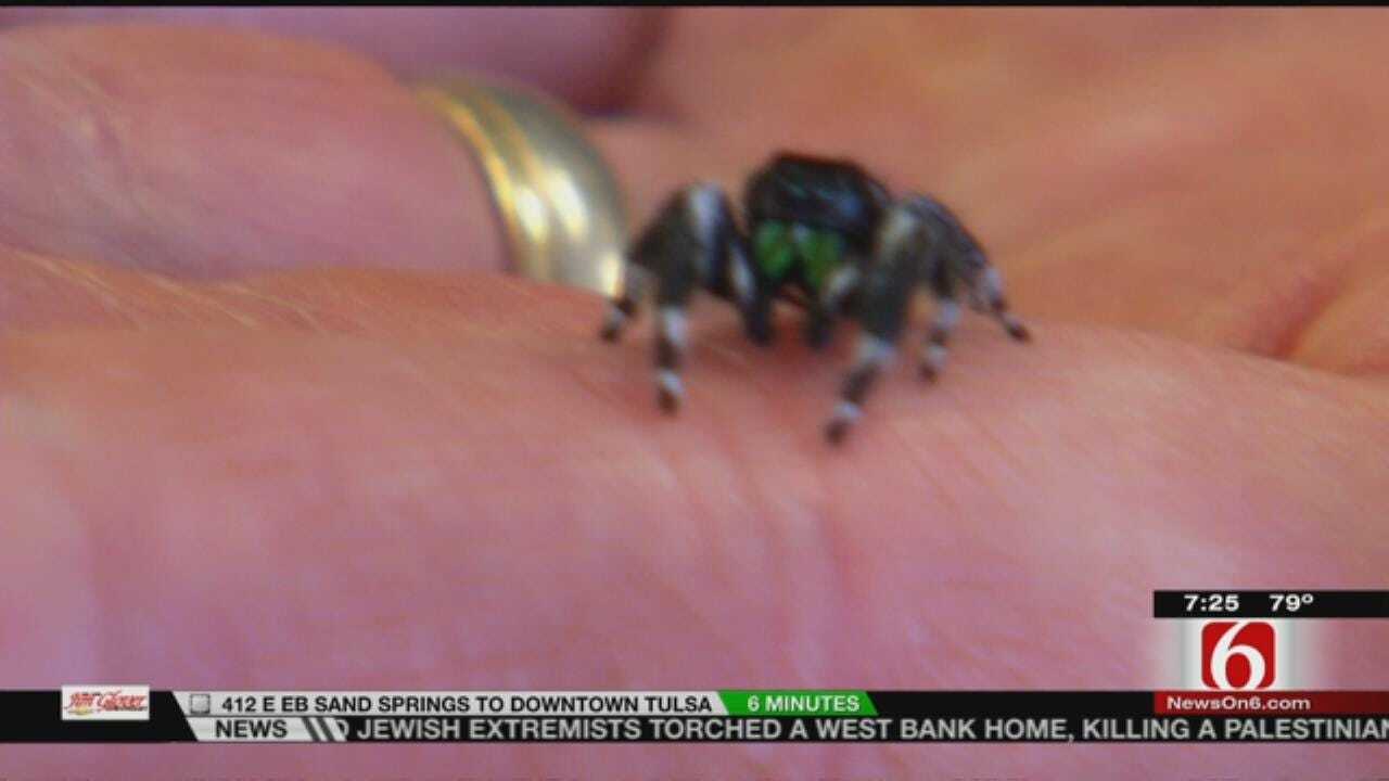 Wild Wednesday: Learning About Jumping Spiders At The Tulsa Zoo