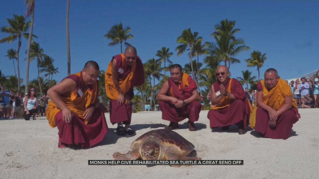 WATCH: Tibetan Monks Help Release Sea Turtle