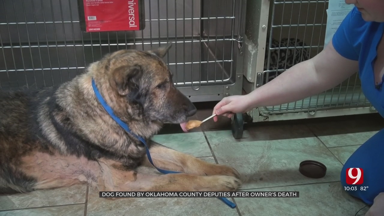 German Shepherd Survives A Month Trapped In Kennel After Owner Dies