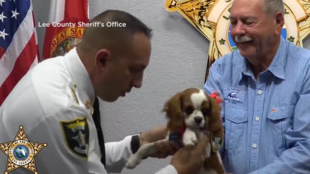 Dog Rescued From Alligator Gets His 1st Job