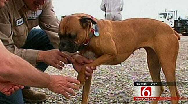 Family Reunited With Lost Dog After Piedmont Tornado